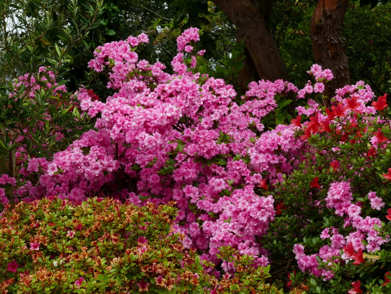 'Rosebud'